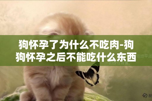 狗懷孕了為什么不吃肉-狗狗懷孕之后不能吃什么東西