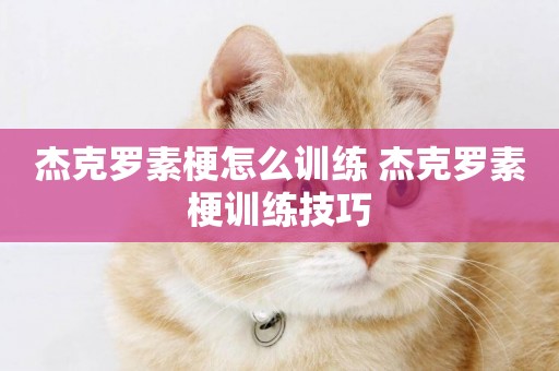 杰克羅素梗怎么訓練 杰克羅素梗訓練技巧