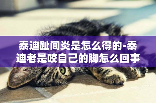 泰迪趾間炎是怎么得的-泰迪老是咬自己的腳怎么回事