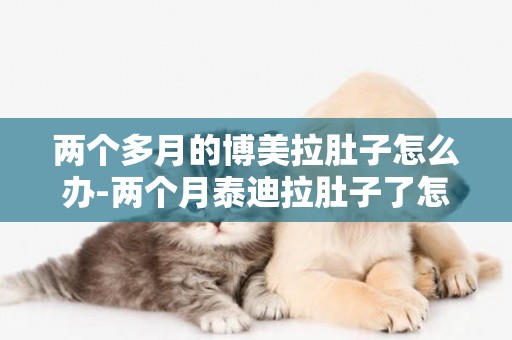 兩個多月的博美拉肚子怎么辦-兩個月泰迪拉肚子了怎么辦
