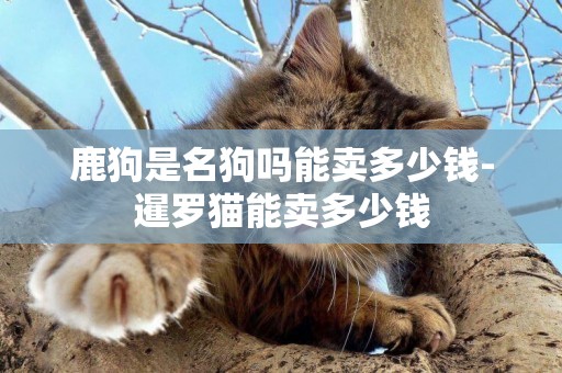 鹿狗是名狗嗎能賣多少錢-暹羅貓能賣多少錢