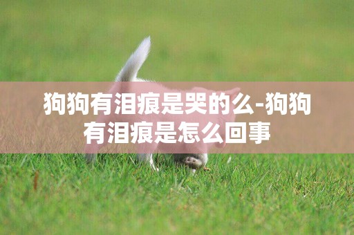 狗狗有淚痕是哭的么-狗狗有淚痕是怎么回事