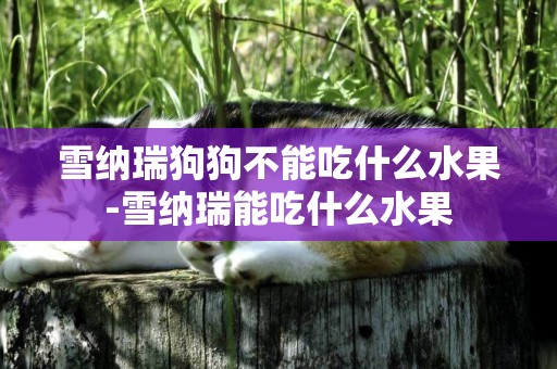 雪納瑞狗狗不能吃什么水果-雪納瑞能吃什么水果