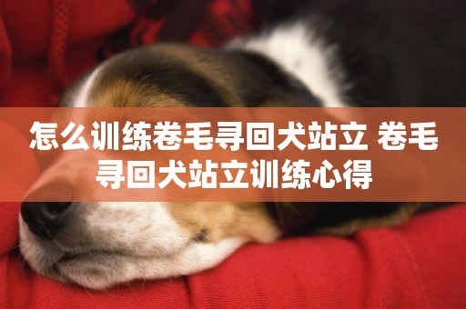 怎么訓練卷毛尋回犬站立 卷毛尋回犬站立訓練心得