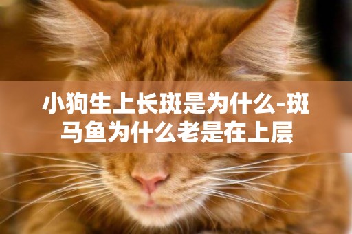 小狗生上長斑是為什么-斑馬魚為什么老是在上層