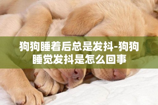 狗狗睡著后總是發抖-狗狗睡覺發抖是怎么回事