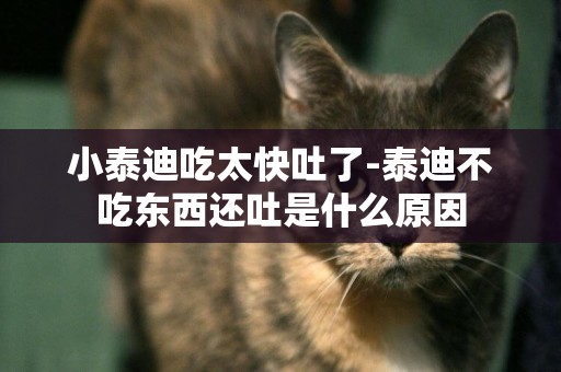 小泰迪吃太快吐了-泰迪不吃東西還吐是什么原因