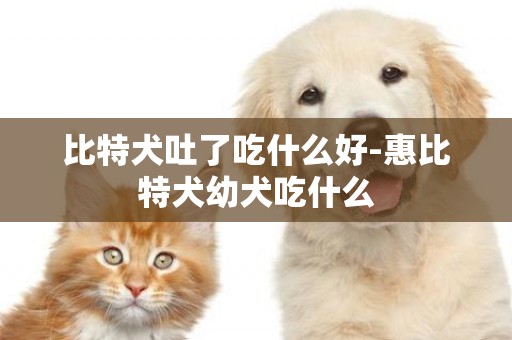 比特犬吐了吃什么好-惠比特犬幼犬吃什么