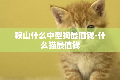 鞍山什么中型狗最值錢-什么貓最值錢