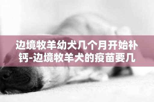 邊境牧羊幼犬幾個月開始補鈣-邊境牧羊犬的疫苗要幾個月開始打