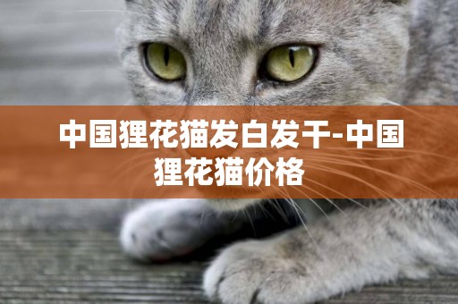 中國貍花貓發白發干-中國貍花貓價格