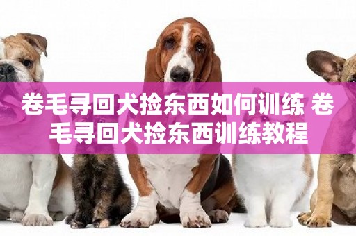 卷毛尋回犬撿東西如何訓練 卷毛尋回犬撿東西訓練教程