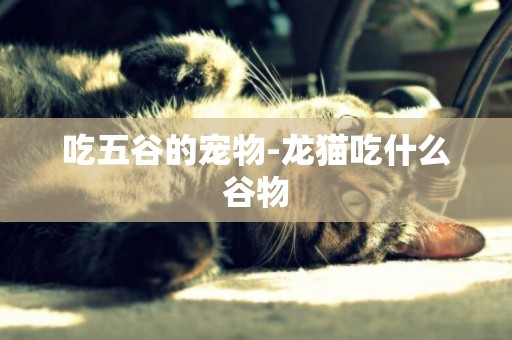 吃五谷的寵物-龍貓吃什么谷物
