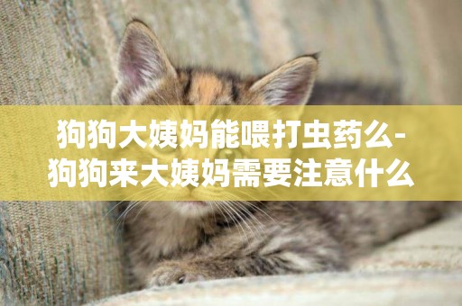 狗狗大姨媽能喂打蟲藥么-狗狗來大姨媽需要注意什么