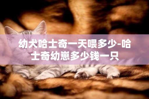 幼犬哈士奇一天喂多少-哈士奇幼崽多少錢一只