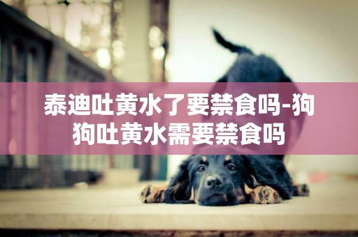 泰迪吐黃水了要禁食嗎-狗狗吐黃水需要禁食嗎