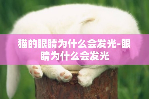貓的眼睛為什么會發光-眼睛為什么會發光