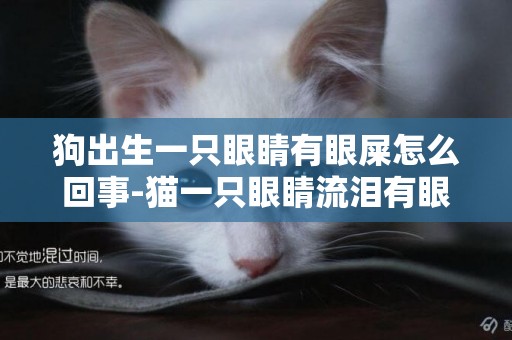 狗出生一只眼睛有眼屎怎么回事-貓一只眼睛流淚有眼屎多怎么回事