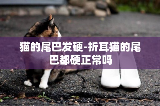 貓的尾巴發硬-折耳貓的尾巴都硬正常嗎