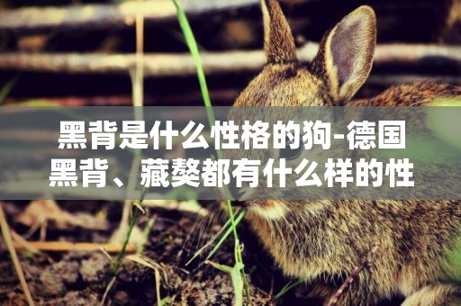 黑背是什么性格的狗-德國黑背、藏獒都有什么樣的性格特點