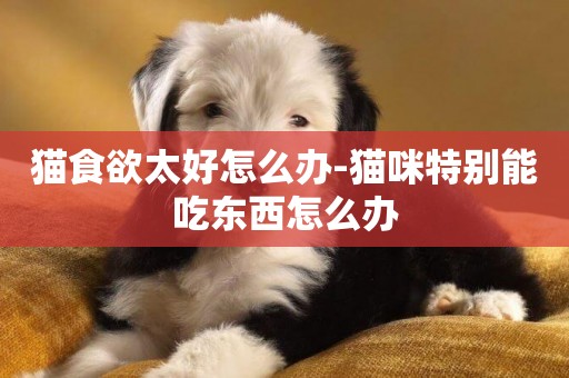 貓食欲太好怎么辦-貓咪特別能吃東西怎么辦