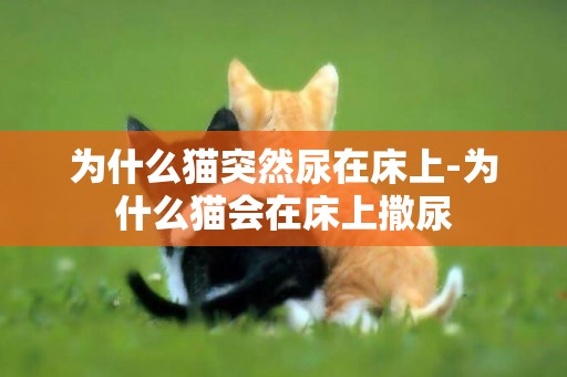 為什么貓突然尿在床上-為什么貓會在床上撒尿