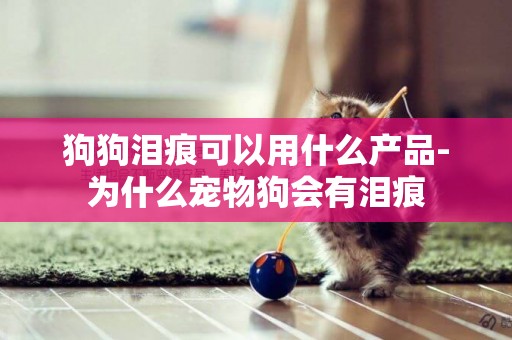 狗狗淚痕可以用什么產品-為什么寵物狗會有淚痕