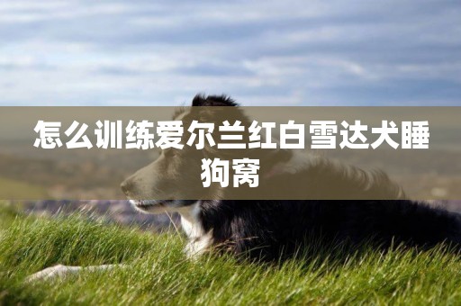 怎么訓練愛爾蘭紅白雪達犬睡狗窩