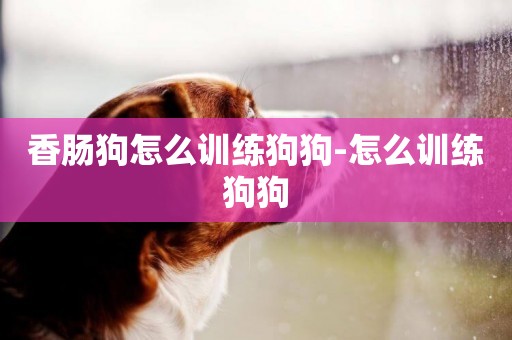 香腸狗怎么訓練狗狗-怎么訓練狗狗