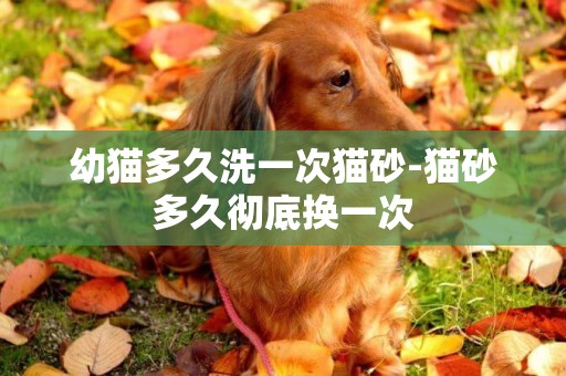 幼貓多久洗一次貓砂-貓砂多久徹底換一次