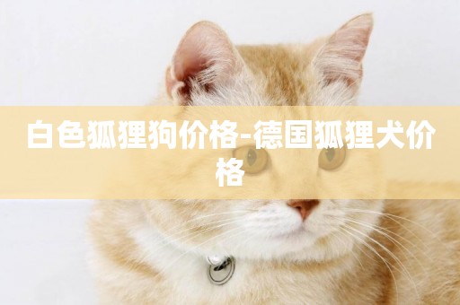 白色狐貍狗價格-德國狐貍犬價格