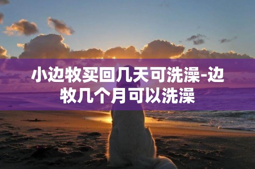 小邊牧買回幾天可洗澡-邊牧幾個月可以洗澡