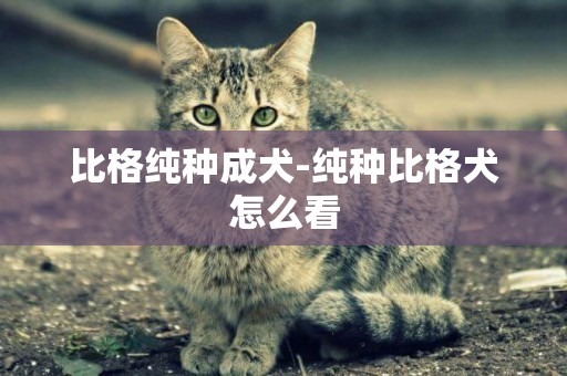 比格純種成犬-純種比格犬怎么看