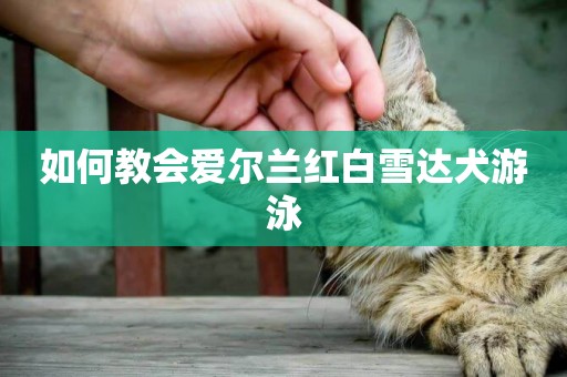 如何教會愛爾蘭紅白雪達犬游泳