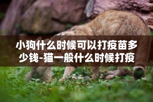 小狗什么時候可以打疫苗多少錢-貓一般什么時候打疫苗多少錢