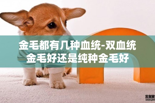 金毛都有幾種血統-雙血統金毛好還是純種金毛好