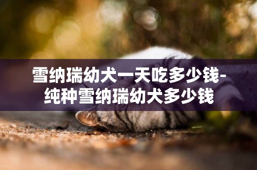 雪納瑞幼犬一天吃多少錢-純種雪納瑞幼犬多少錢