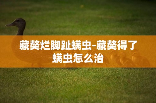 藏獒爛腳趾螨蟲-藏獒得了螨蟲怎么治