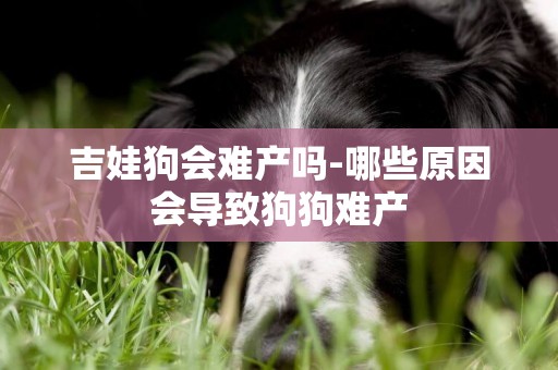 吉娃狗會難產嗎-哪些原因會導致狗狗難產