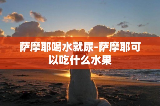 薩摩耶喝水就尿-薩摩耶可以吃什么水果