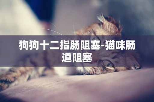 狗狗十二指腸阻塞-貓咪腸道阻塞