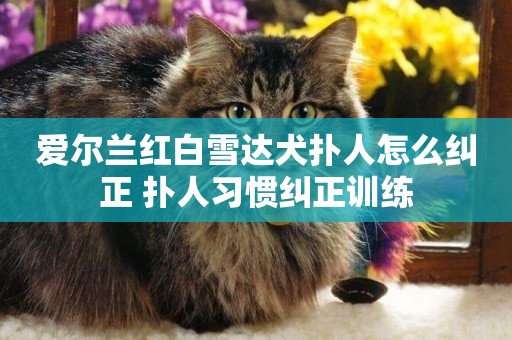 愛爾蘭紅白雪達犬撲人怎么糾正 撲人習慣糾正訓練