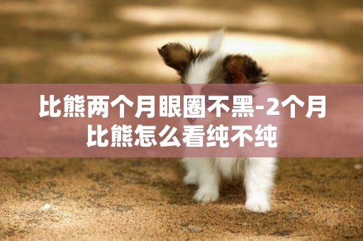 比熊兩個月眼圈不黑-2個月比熊怎么看純不純