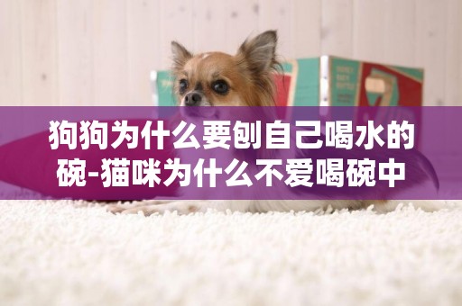 狗狗為什么要刨自己喝水的碗-貓咪為什么不愛喝碗中水