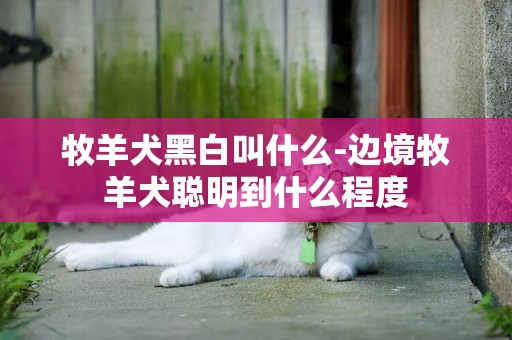 牧羊犬黑白叫什么-邊境牧羊犬聰明到什么程度