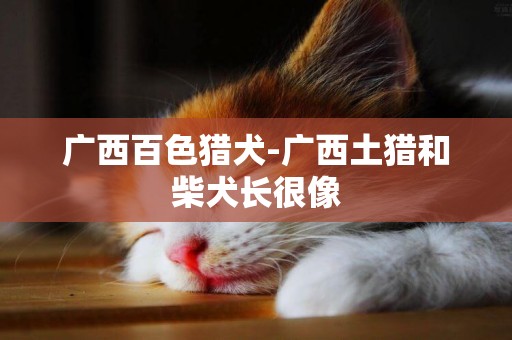 廣西百色獵犬-廣西土獵和柴犬長很像