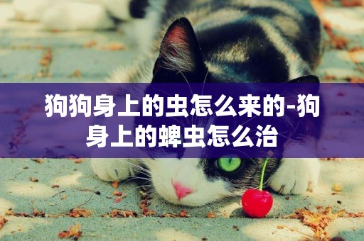 狗狗身上的蟲怎么來的-狗身上的蜱蟲怎么治