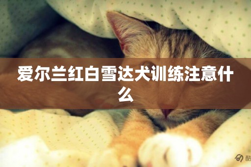 愛爾蘭紅白雪達犬訓練注意什么