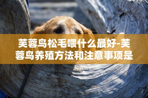 芙蓉鳥松毛喂什么最好-芙蓉鳥養殖方法和注意事項是什么