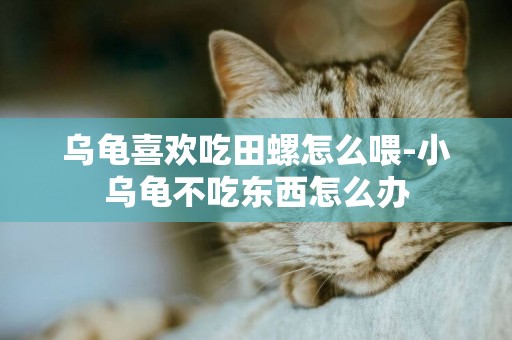 烏龜喜歡吃田螺怎么喂-小烏龜不吃東西怎么辦